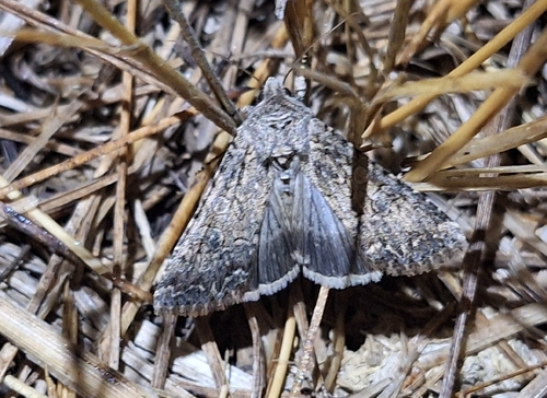 Nutmeg Moth