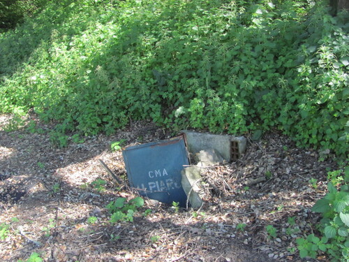 Urtica membranacea, photograph 4