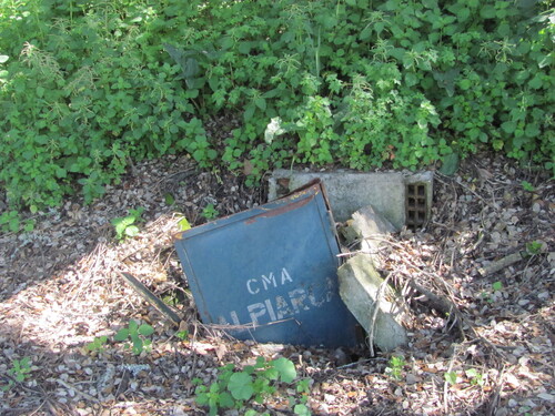 Urtica membranacea, photograph 3