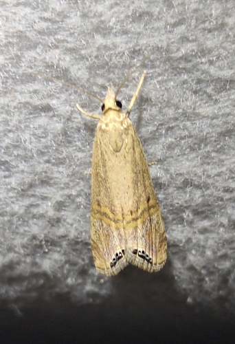Belted Grass-veneer