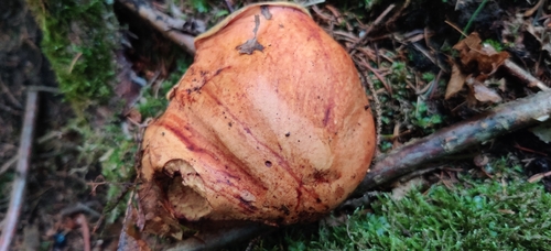 ink stain bolete