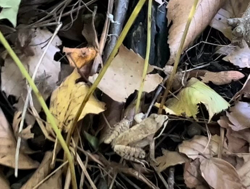Wood Frog