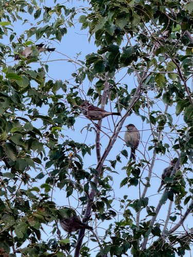 House Sparrow