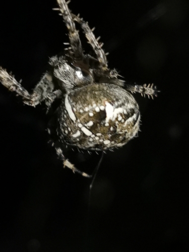 Cross Orbweaver