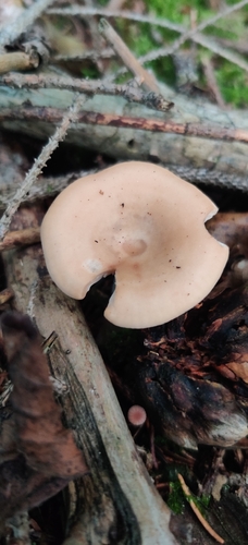 tawny funnel cap