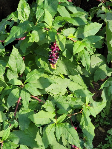 American pokeweed