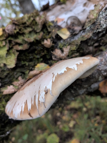 birch polypore