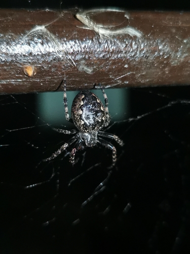 Walnut Orbweaver