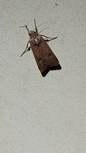 Crescent Dart