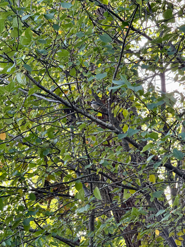 Black-capped Chickadee