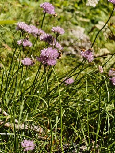 Allium lusitanicum, photograph 3