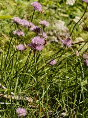 Allium lusitanicum, photograph (c) xulescu_g, some rights reserved (CC BY-SA)