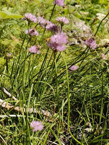 Allium lusitanicum, photograph 4