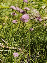 Allium lusitanicum, photograph (c) xulescu_g, some rights reserved (CC BY-SA)