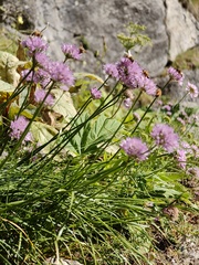 Allium lusitanicum, photograph (c) xulescu_g, some rights reserved (CC BY-SA)