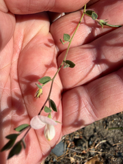 Acmispon americanus, photograph author not stated, no rights reserved