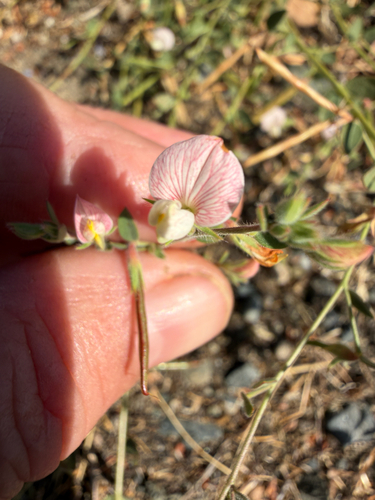 Acmispon americanus, photograph 2