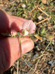 Acmispon americanus, photograph author not stated, no rights reserved