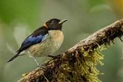 Iridophanes pulcherrimus