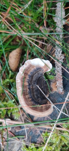 turkey-tail