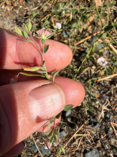 Acmispon americanus, photograph 3