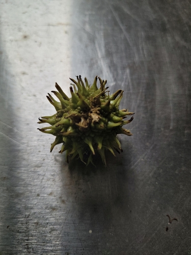 American sweetgum