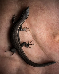 Pholidobolus montium