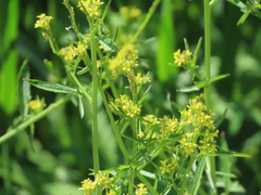 Sisymbrium officinale