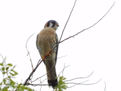 Falco sparverius