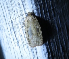 Agonopterix canadensis