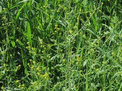 Sisymbrium officinale