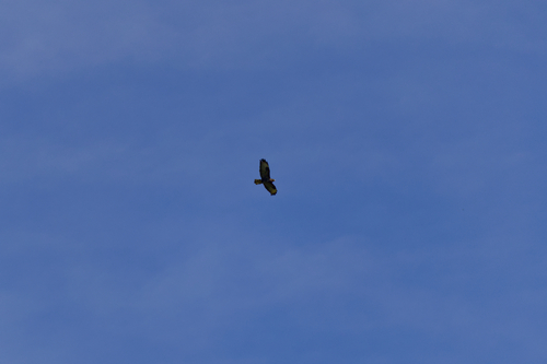 Common Buzzard