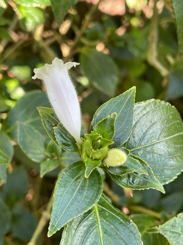 Strobilanthes zeylanica observed 2026-07-17