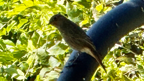 Black Redstart