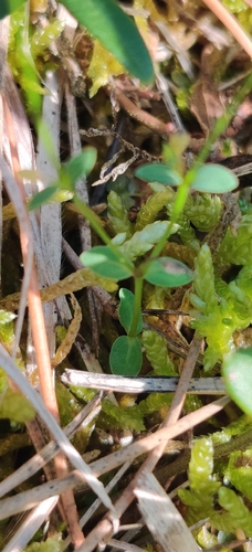 Fairy Flax