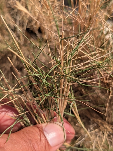 Brachypodium retusum, photograph 1