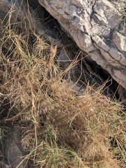 author not stated, no rights reserved Brachypodium retusum, photograph author not stated, no rights reserved
