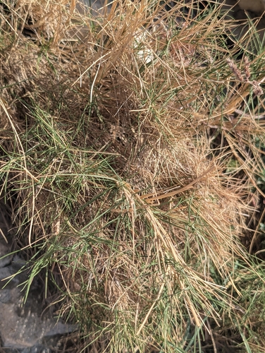 Brachypodium retusum, photograph 3