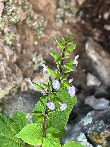 Salvia tiliifolia