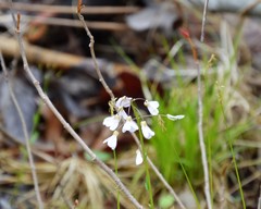 Cardamine