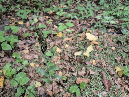 white helleborine