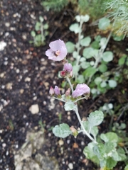 Malacothamnus gracilis