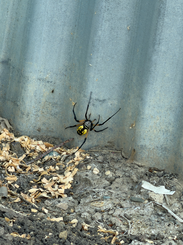 Yellow Garden Spider