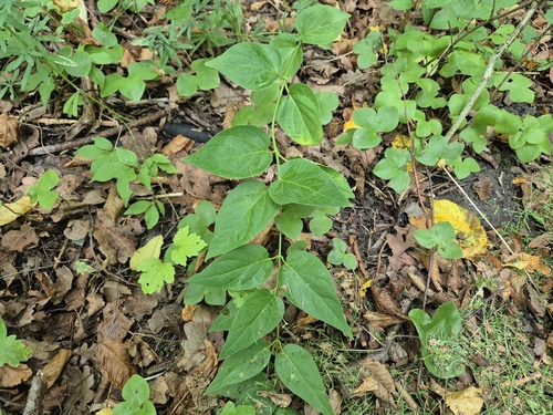 Swallow-wort