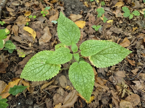 hedge woundwort