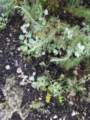 Malacothamnus gracilis