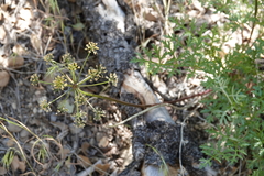 Tauschia parishii