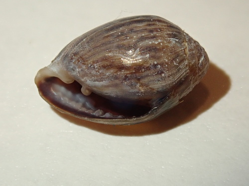 Melampus bidentatus observed 2026-09-17