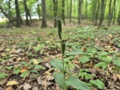 Cephalanthera damasonium, photograph (c) Bobo-X, some rights reserved (CC BY)