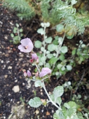 Malacothamnus gracilis